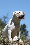 BOULEDOGUE AMERICAIN 061